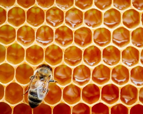 macro-photo-of-working-bees-on-honeycombs-beekeeping-and-honey-production-image-1080×675 macro-photo-of-working-bees-on-honeycombs-beekeeping-and-honey-production-image-1080x675